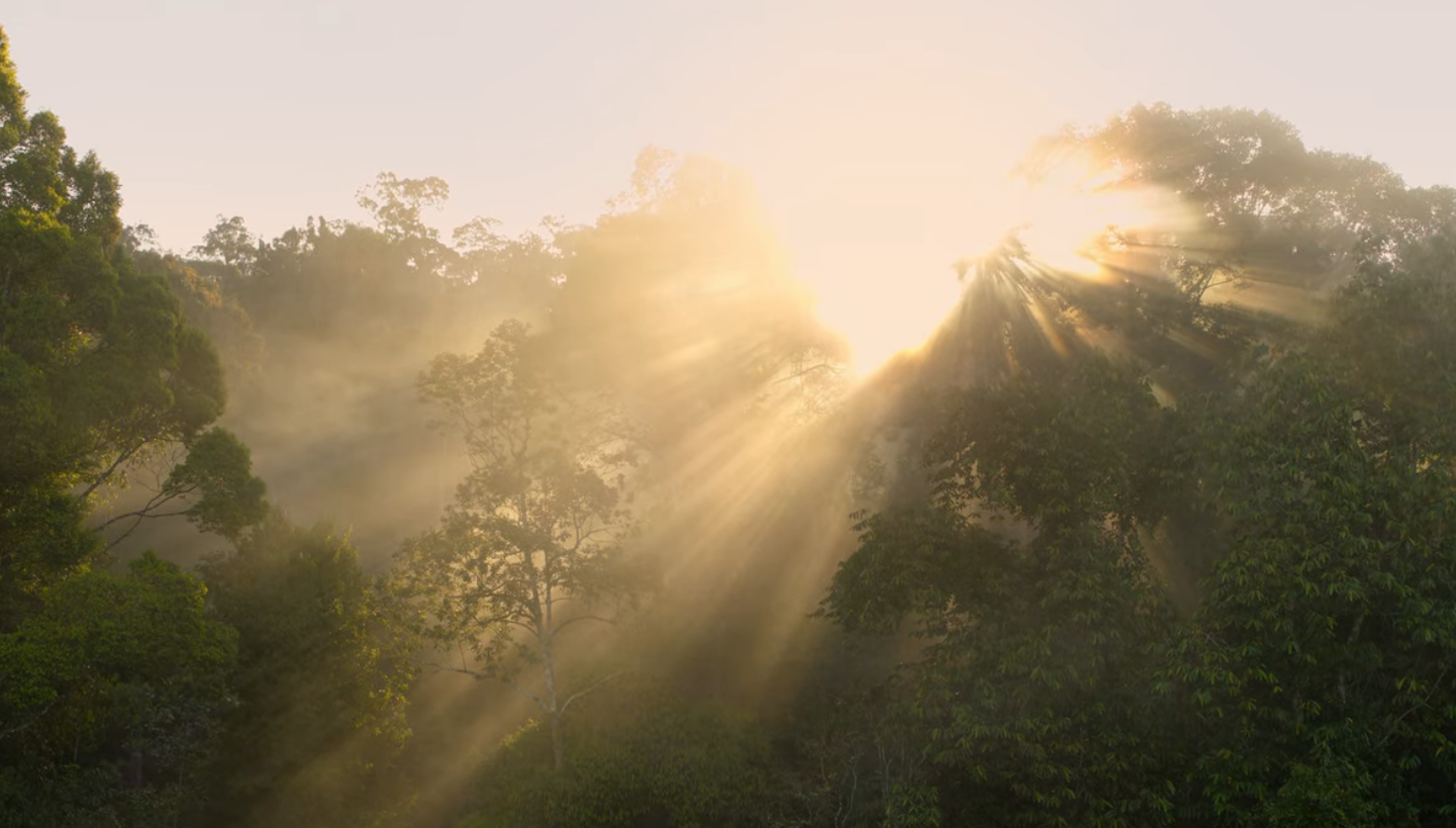 The sun is shining intensely across the treetops of a rainforest. 