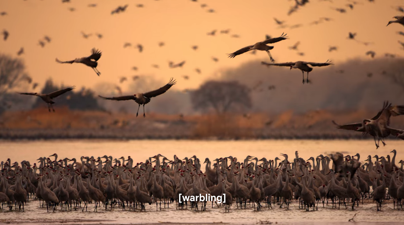 A flock of birds in African wetlands at sunset.