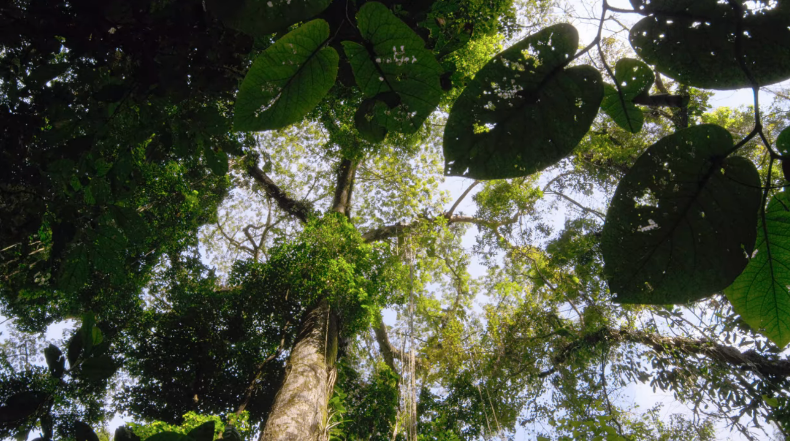 A view of treetops in the rainforest, looking up from the ground.