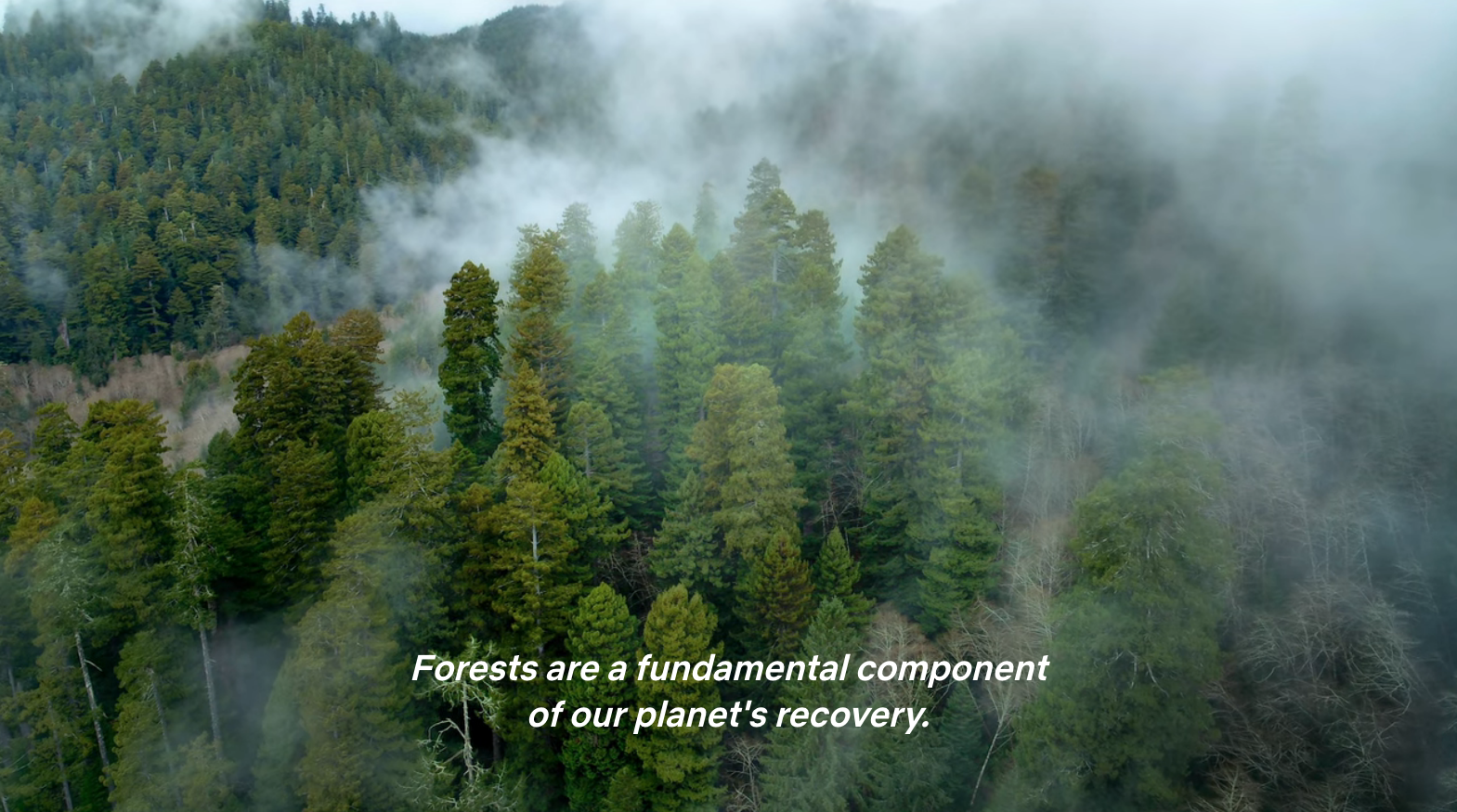 Aerial view of a pine forest with mist drifting between the trees, and caption: &quot;Forests are a fundamental component of our planet&#x27;s recovery&quot;.