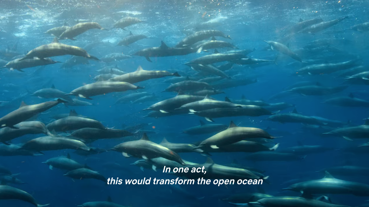 A pod of a hundred or so dolphins swimming close to the water&#x27;s surface, with caption: &quot;In one act, this would transform the open ocean&quot;.