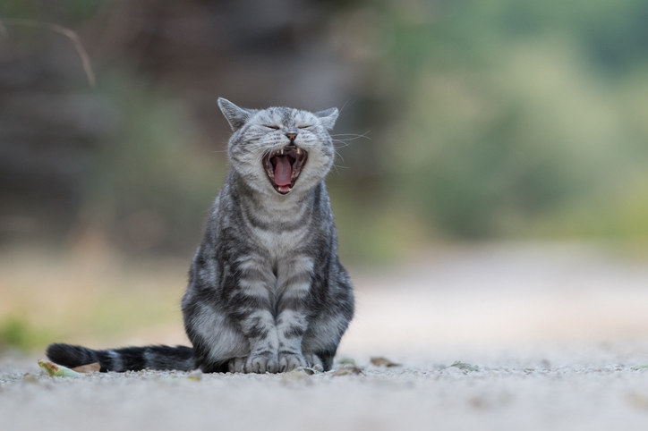 猫×あくび」最高のコンテンツ見つけた