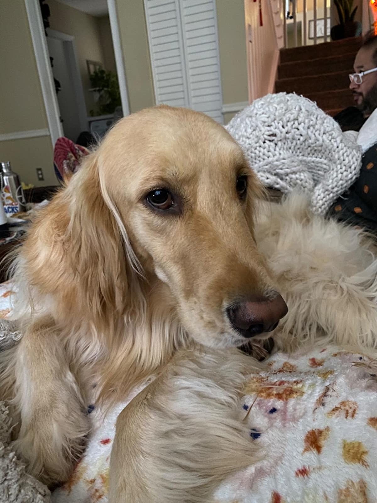 Reviewer photo of their golden retriever looking brushed and smooth