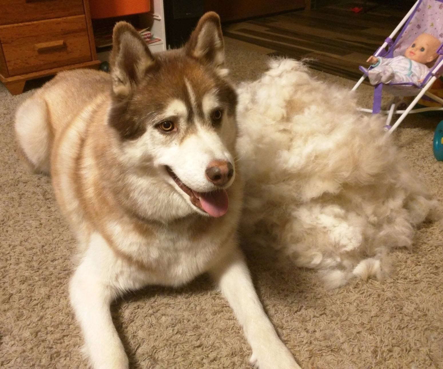 A reviewer&#x27;s dog after getting groomed with the grooming rake sitting next to a pile of loose fur