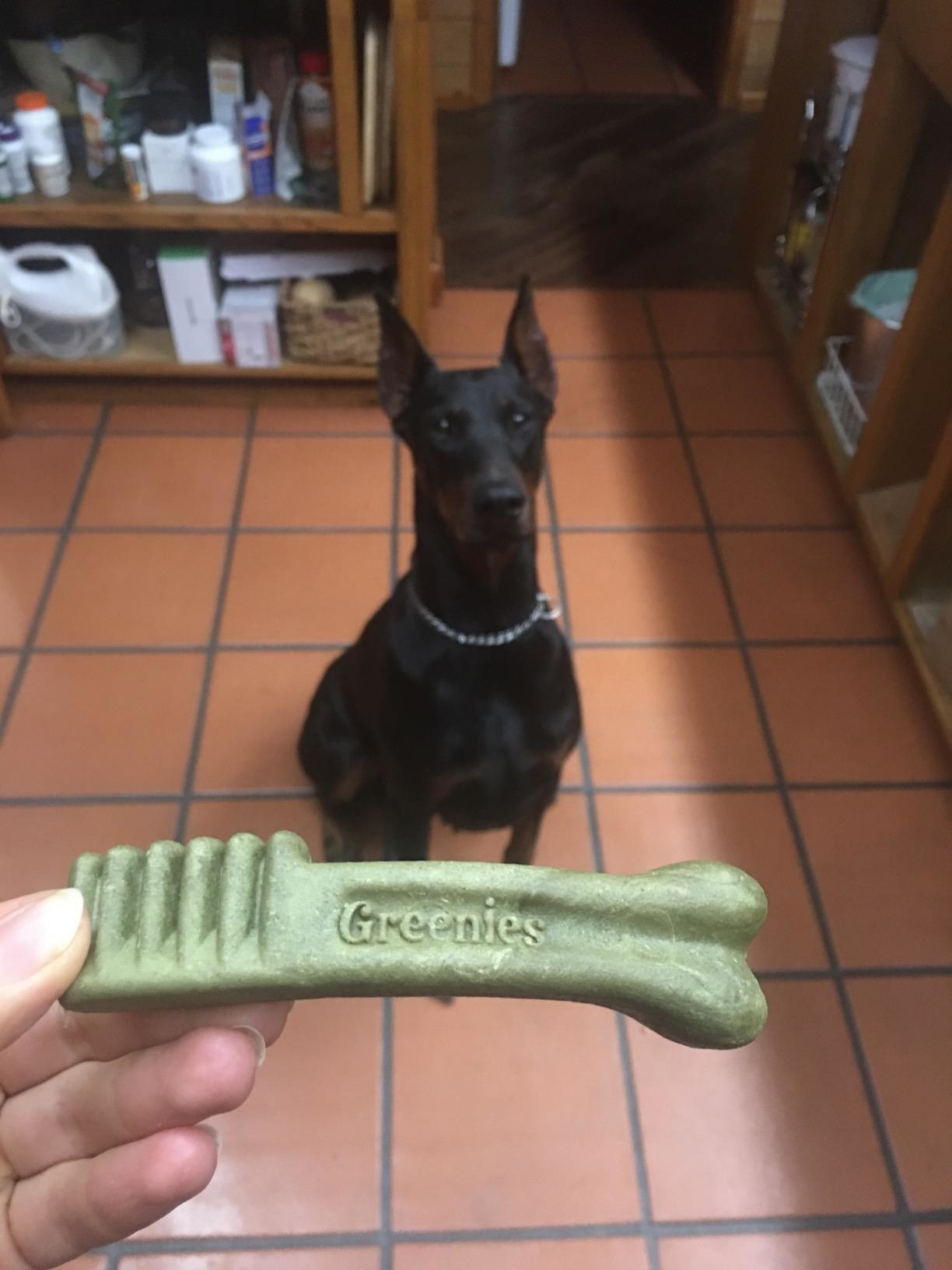 A reviewer holding out a dental treat in front of their dog