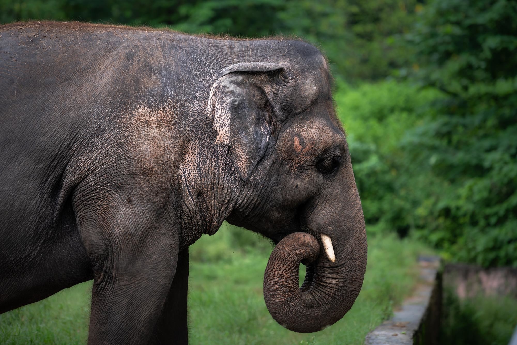 Image of Kaavan the elephant at Marghazar Zoo in Islamabad, Pakistan.