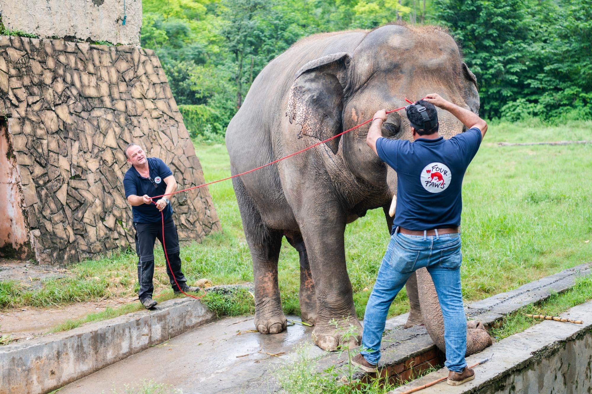 Image of Kaavan the elephant at Marghazar Zoo in Islamabad, Pakistan with his veterinarian Dr. Amir Khalil and FOUR PAWS assistant. 