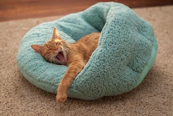 Reviewer&#x27;s cat yawning contently in the blue fuzzy bed