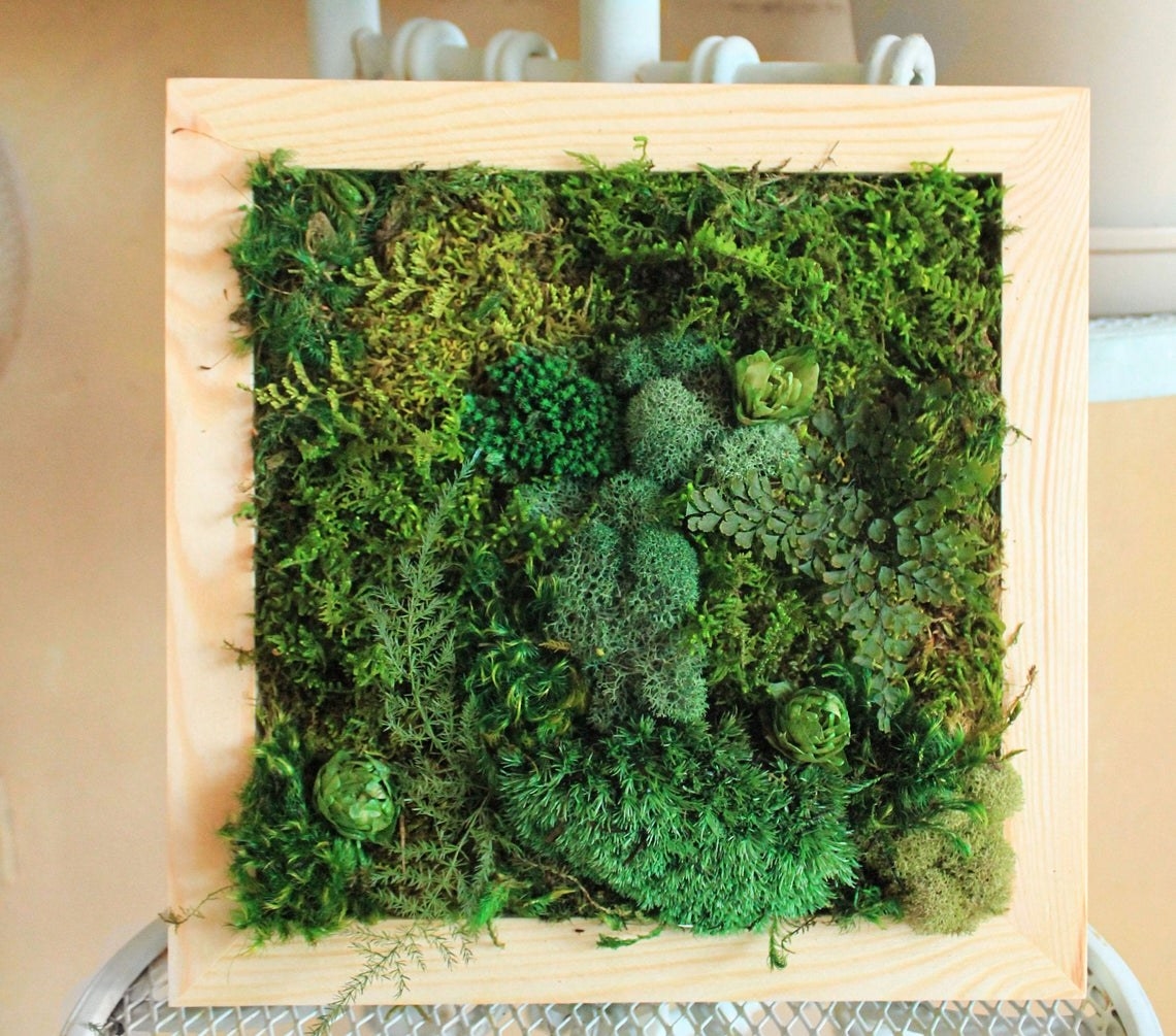 Square frame filled with preserved moss 