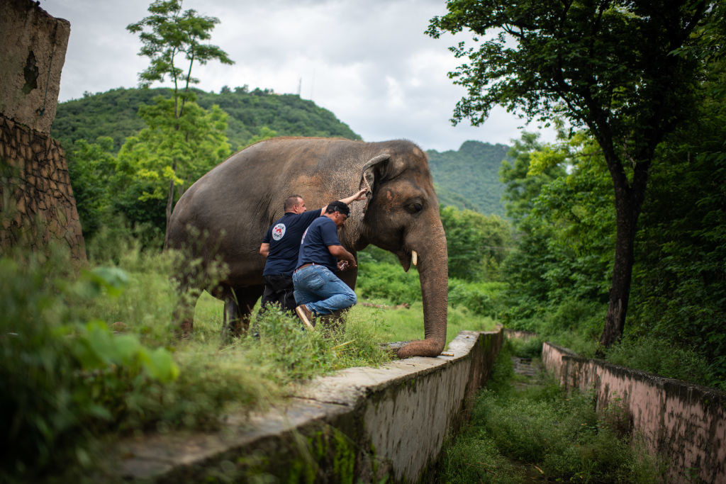 Image of Kaavan the elephant at Marghazar Zoo in Islamabad, Pakistan with his veterinarian Dr. Amir Khalil and FOUR PAWS assistant. 