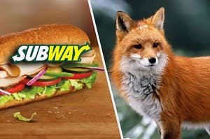A fox next to a Subway sandwich