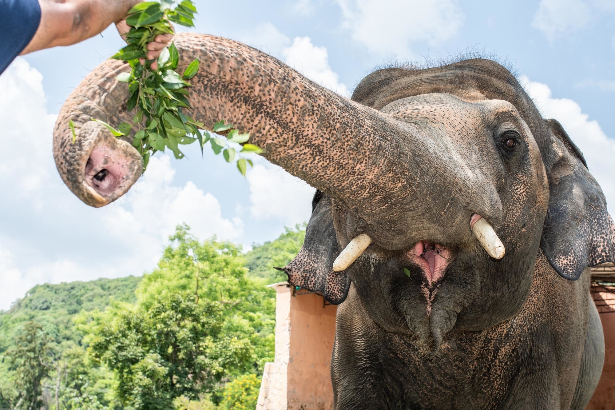 Photo of Kaavan the elephant eating some greens