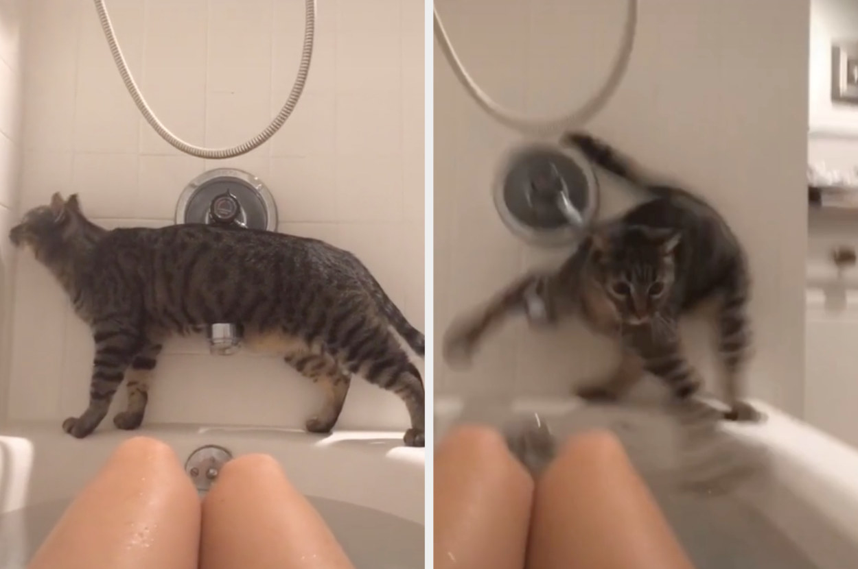A cat leisurely stands on a tub while their owner takes a bath and then freaks out after taking a misstep that will land it right into the water