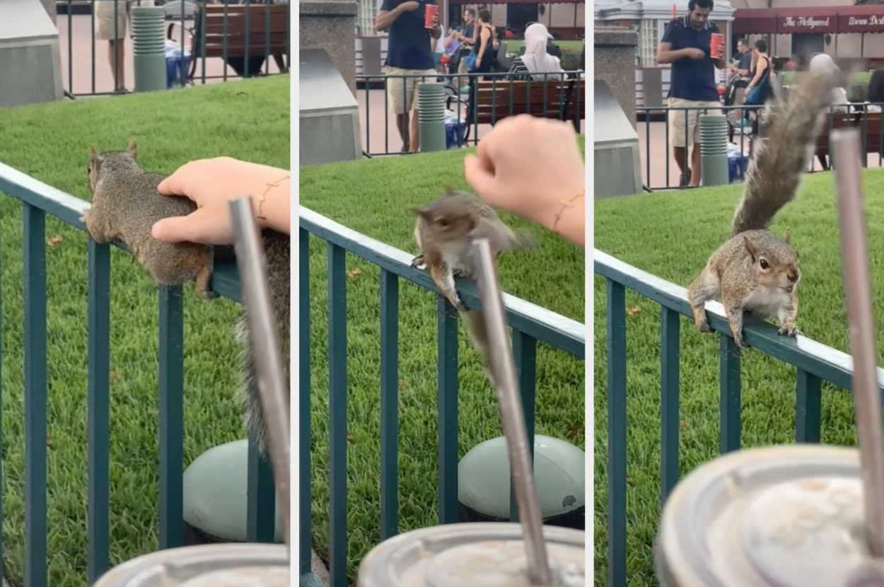 Someone pets a wild squirrel, who then turns around angrily, ready to attack