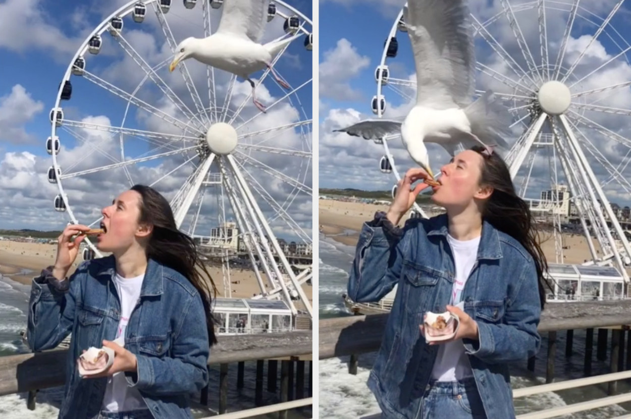 A TikToker eats a churro when a seagull lands on their head, attempting to take the food from their mouth