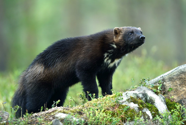 Can You Tell These Very Similar Looking Animals Apart?