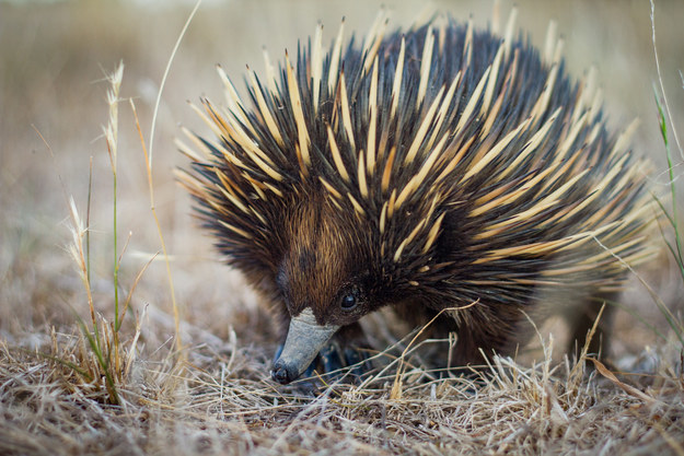 Can You Tell These Very Similar Looking Animals Apart?