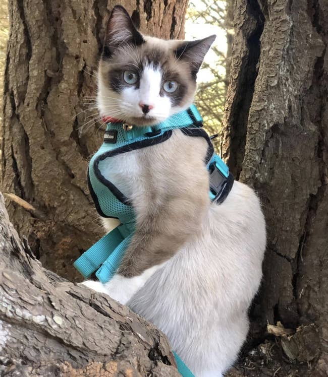 a cat wearing a blue harness and leash sitting on a tree