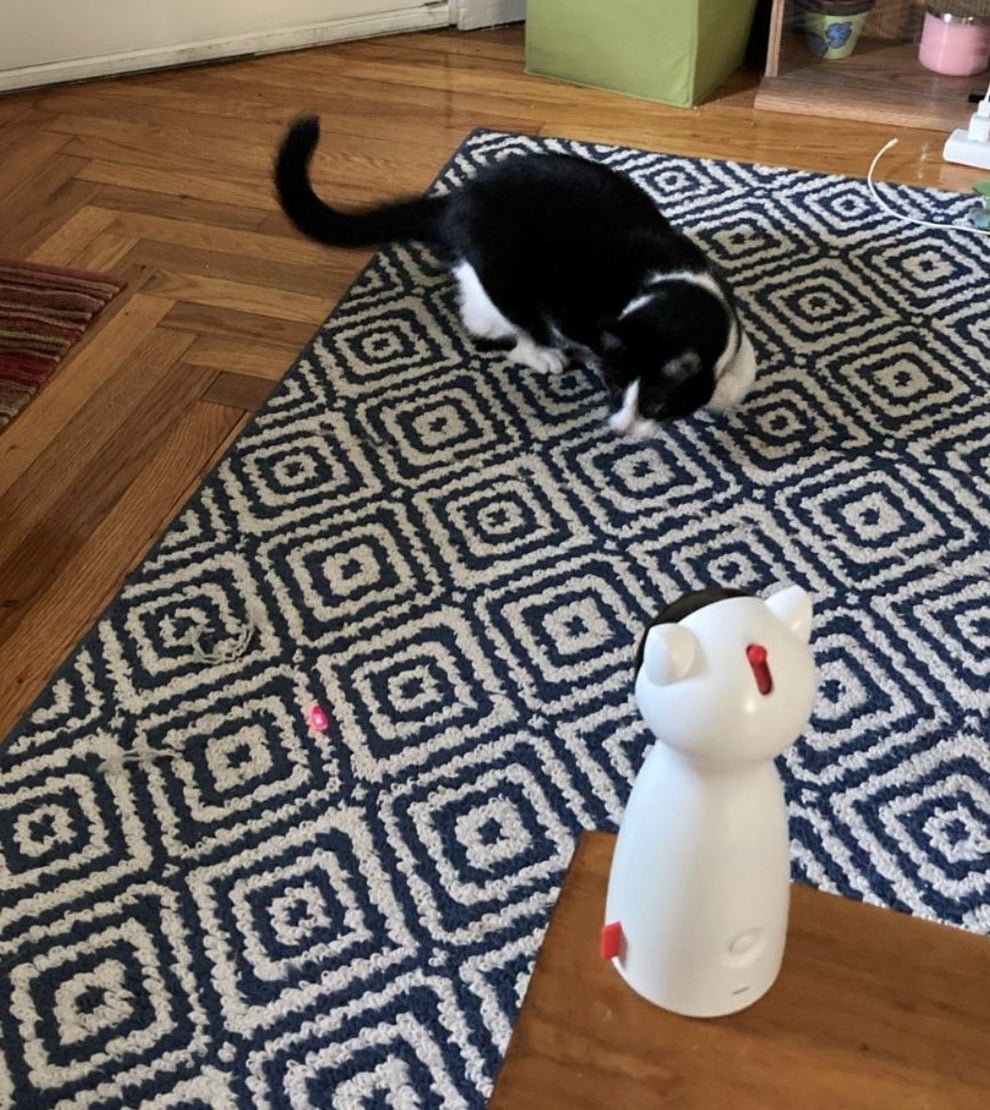 17 Puzzles On Amazon That Actually Challenge Cats