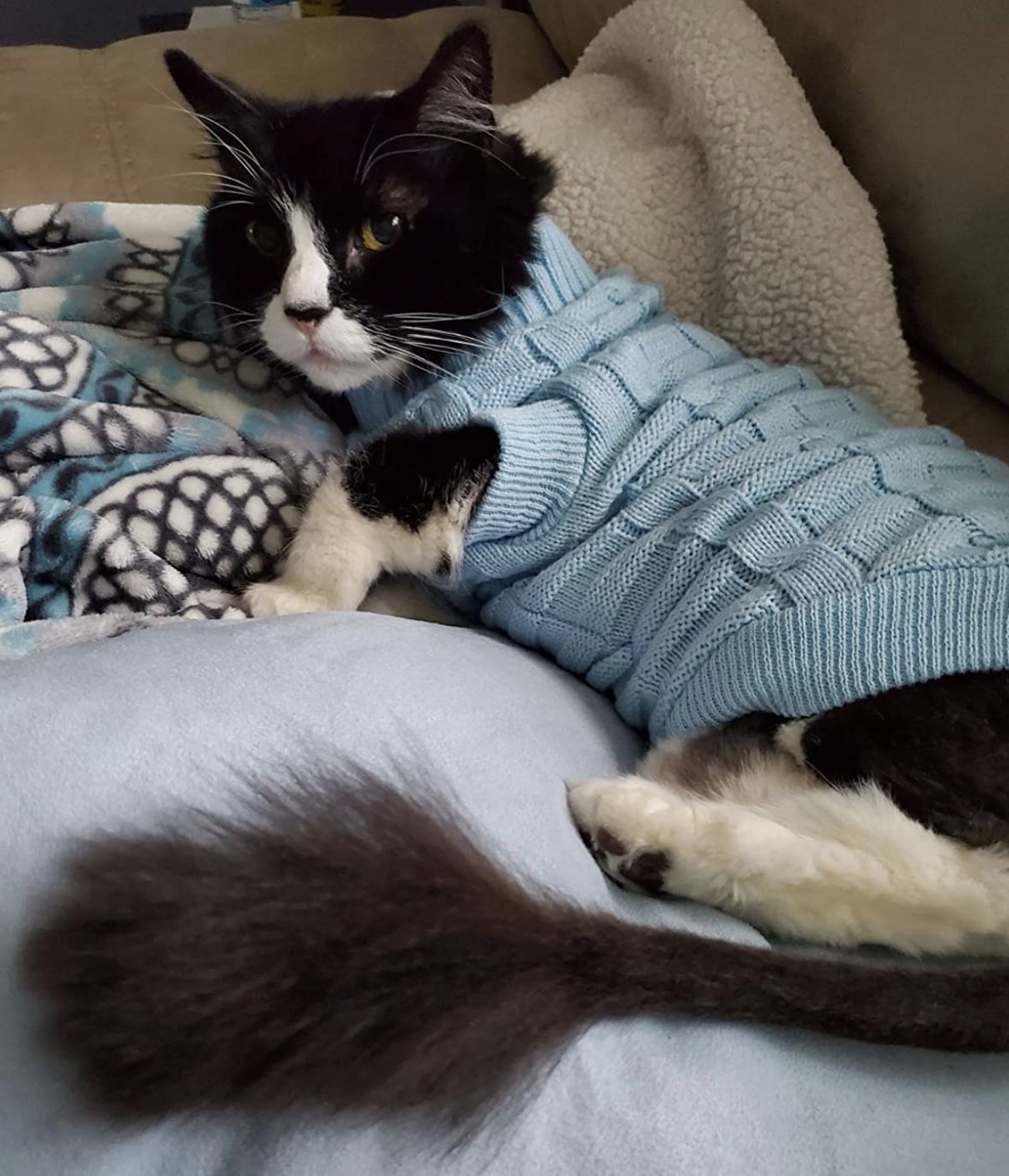a black and white cat sitting on a couch wearing a light blue cable knit sweater