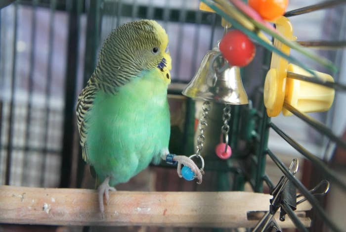 The small bell bird toy in gold with colorful balls