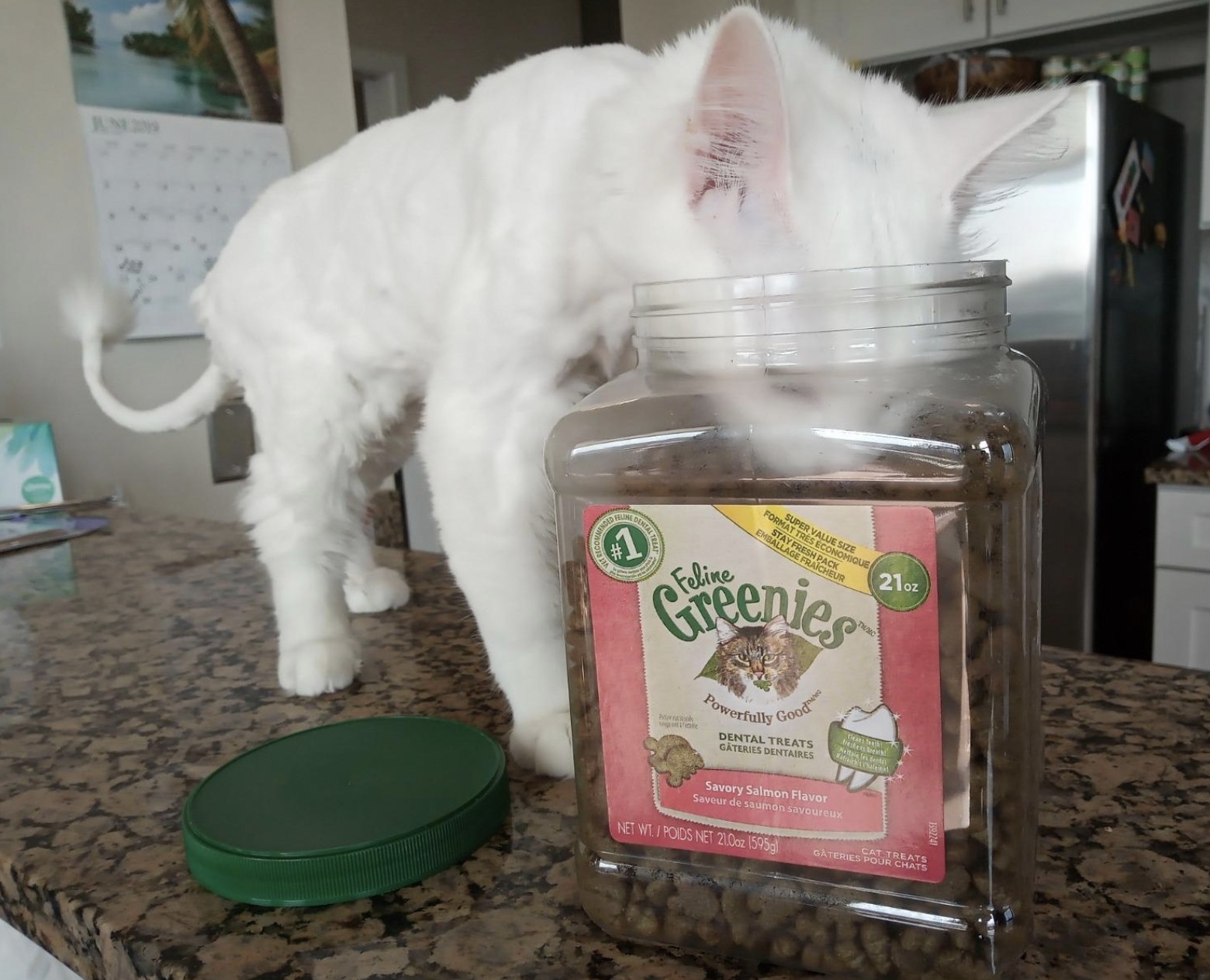 A white cat with its head inside of a greenies square package, eating treats