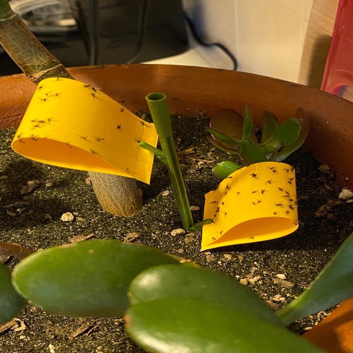 A reviewer photo of the sticky stakes inserted into a houseplant with bugs stuck to it