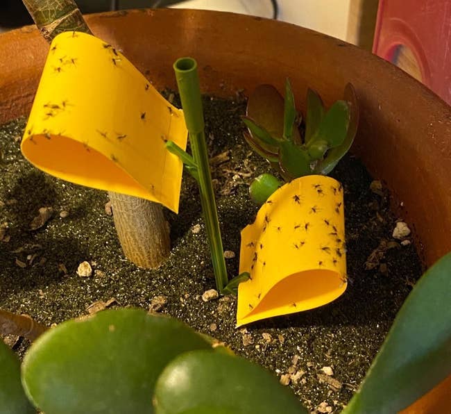 A reviewer photo of the sticky stakes inserted into a houseplant with bugs stuck to it