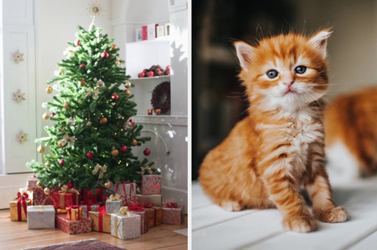 Which Baby Animal You Are? — Choose Some Christmas Images To Find Out