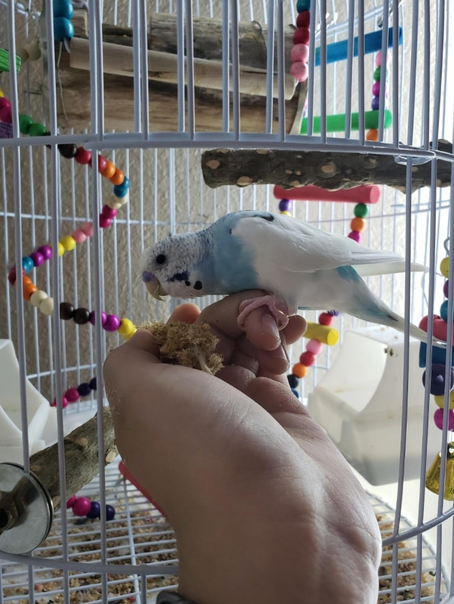 review photo of millet spray being used to feed a budgie