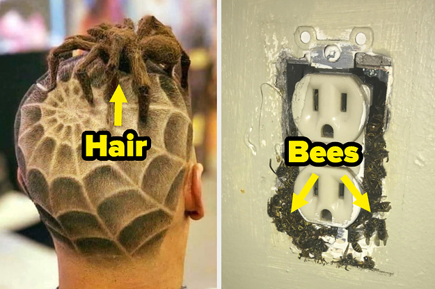 Hair shaved to look like a spider on a web on the left and bees in an outlet on the right.