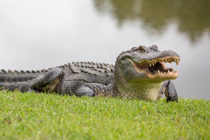 large alligator