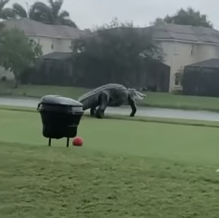 the giant alligator on the golf course