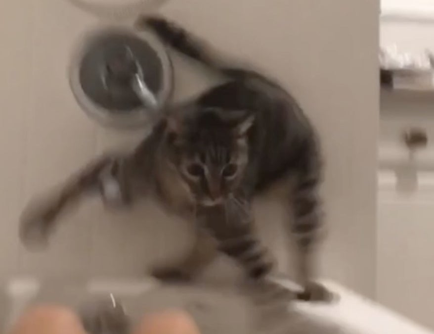 A cat looks scared as he&#x27;s about to fall into a tub