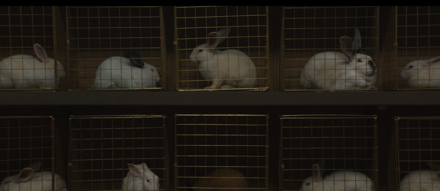 A wall of caged rabbits