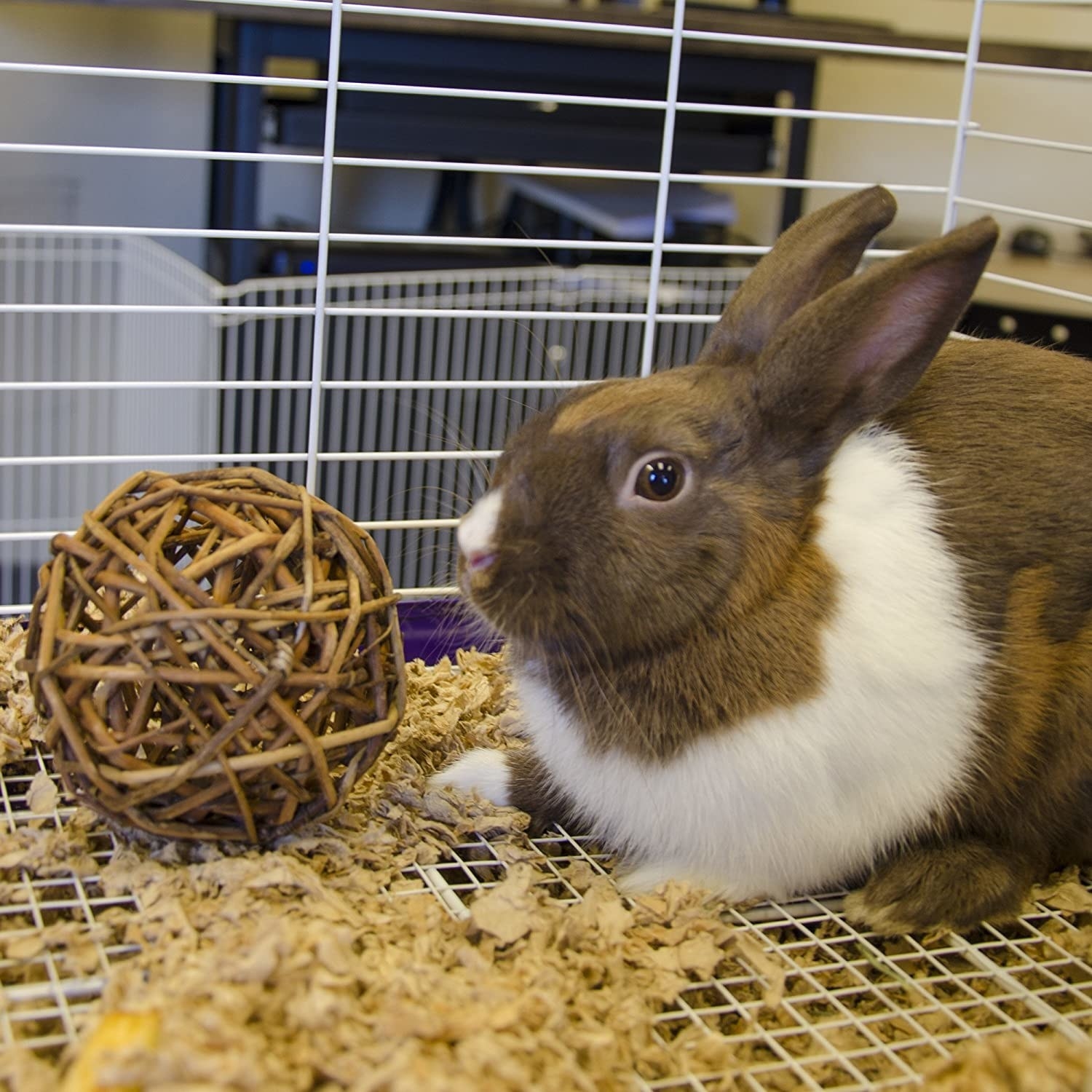 big brown and white bunny in her cage next to a willow branch toy