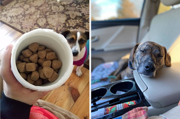 dogs with treats