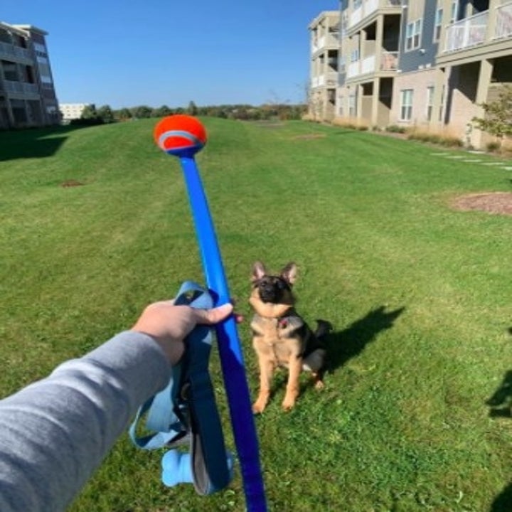 Pet Toy Blog Example 33 Pet Toys That Reviewers Say Their Pets Love