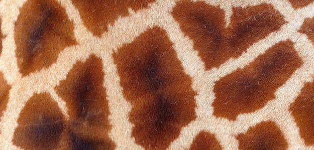 クイズ 全問正解できたらあなたは どうぶつ博士