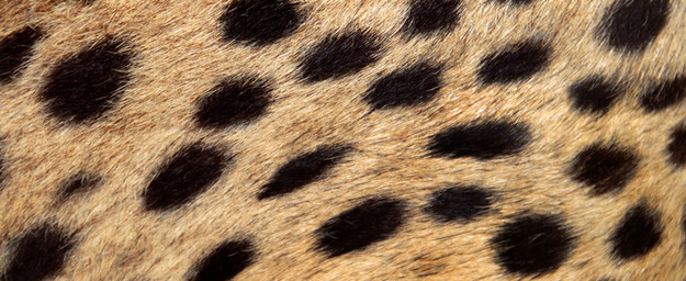 How Well Do You Know Animal Patterns?