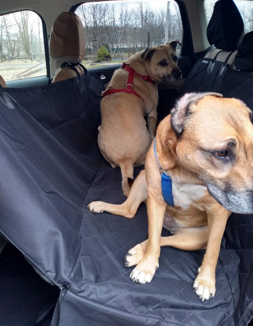 Reviewer photo of two dogs sitting on the seat cover