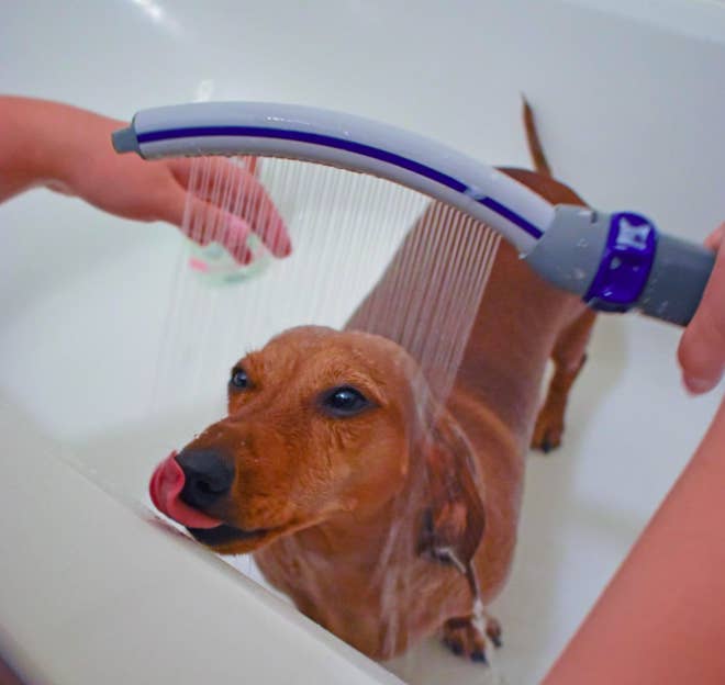 Reviewer&#x27;s dog getting washed with shower attachment while in bath