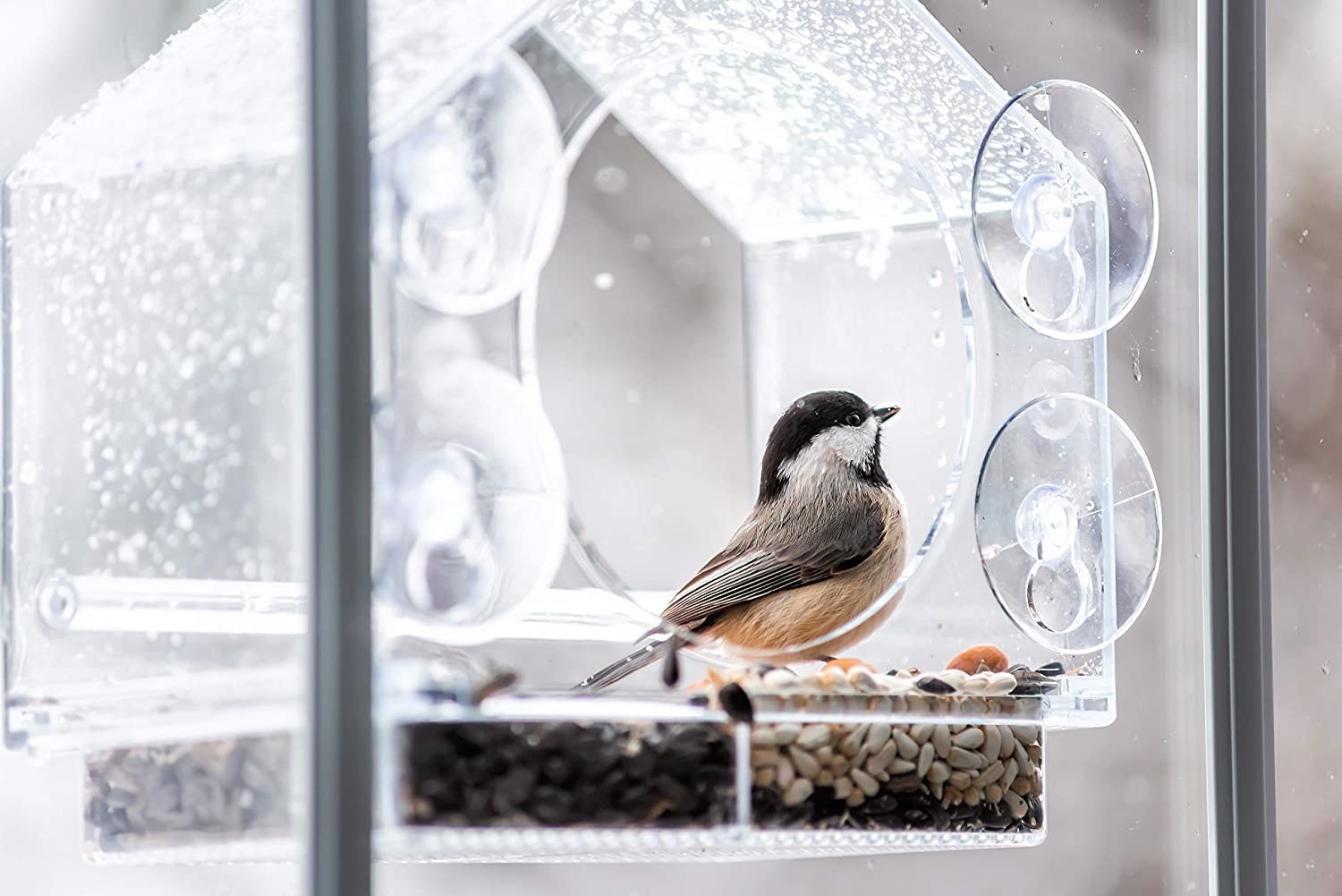 A bird inside of the birdhouse eating seeds