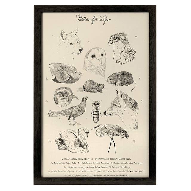 The print, which features sketches of animals that mate for life