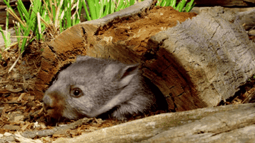 Gif of a wombat crawling out of a log