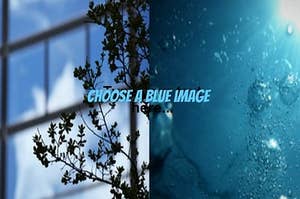 choose a blue Image. black flowers with blue background or vibrant blue water