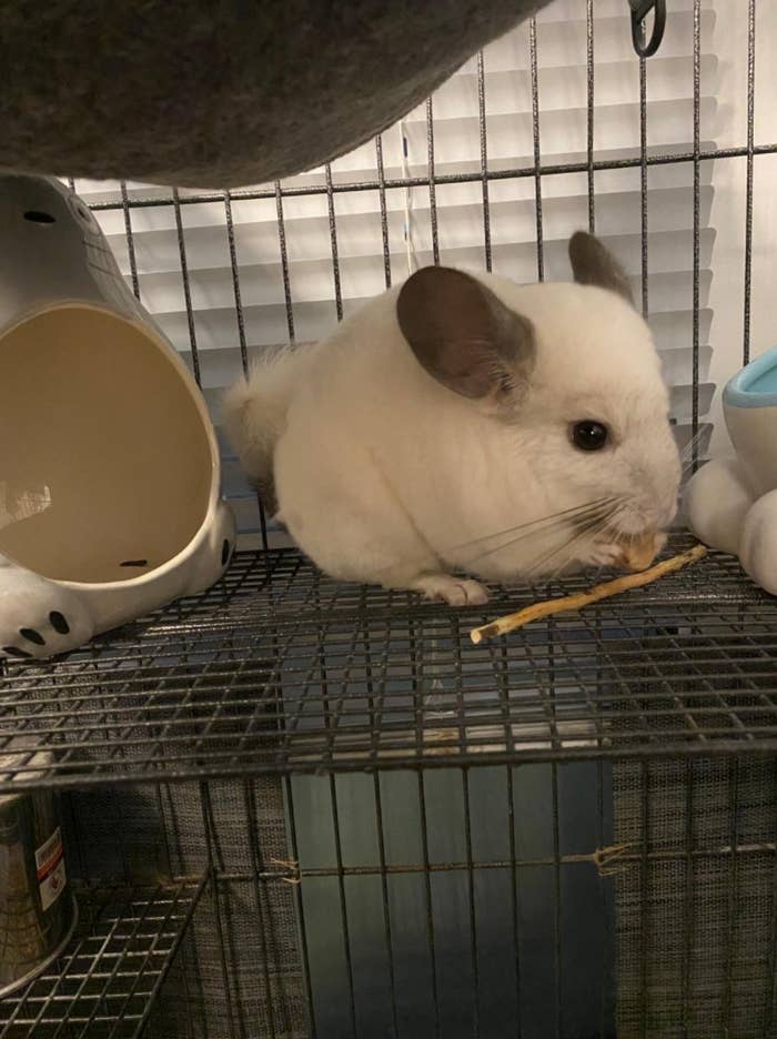 A chinchilla nibbling on a carrot biscuit