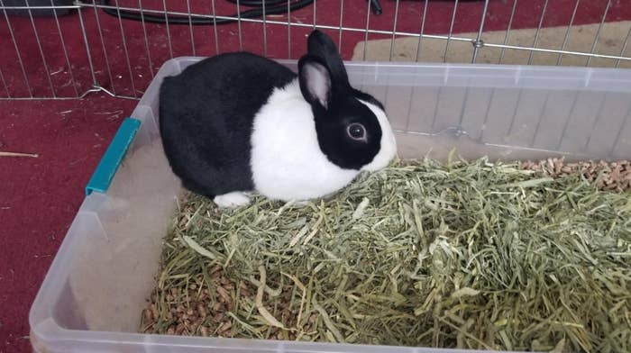 A rabbit nibbling at the hay bale