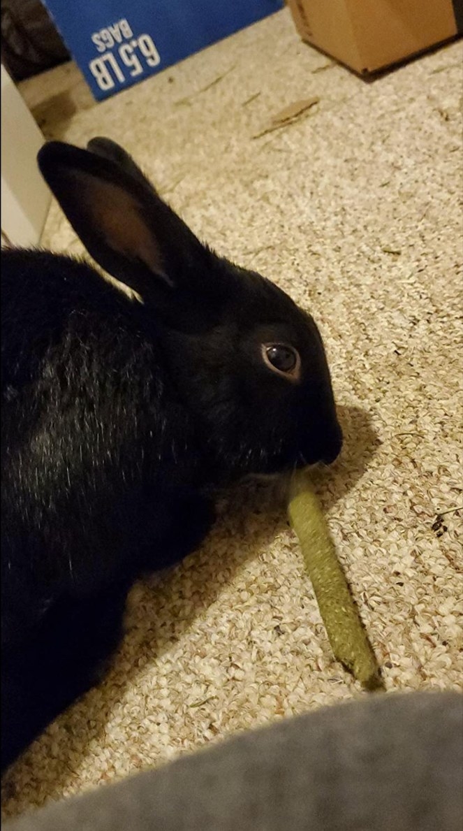 A black bunny chewing on one hay stick