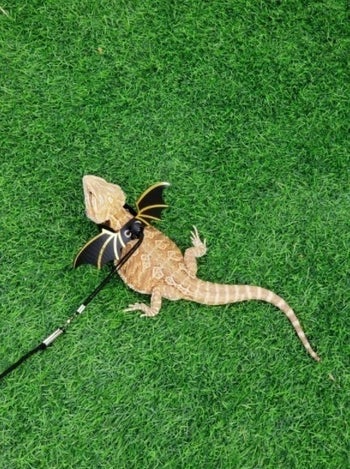 lizard with an adjustable leash on that has wings